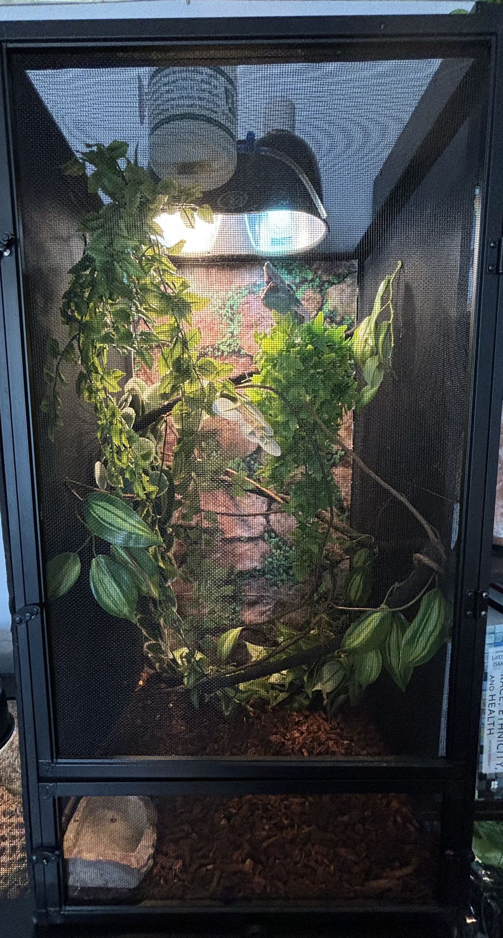 Chameleon +Enclosure