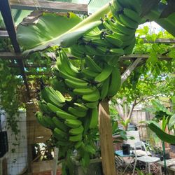 Dwarf Banana Tree