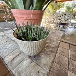 Succulent Zebra Plant