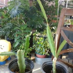 planta de dragón $7 cada uno 