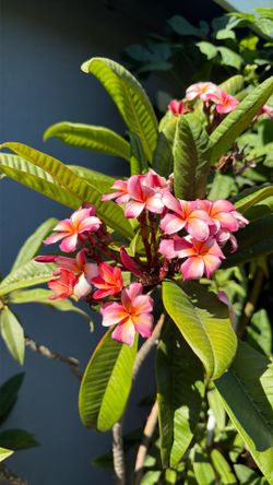 Plumerias/ plantas hawaianas