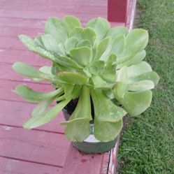 Green Aeonium Succulent Plant  Visalia Door Pick Up 