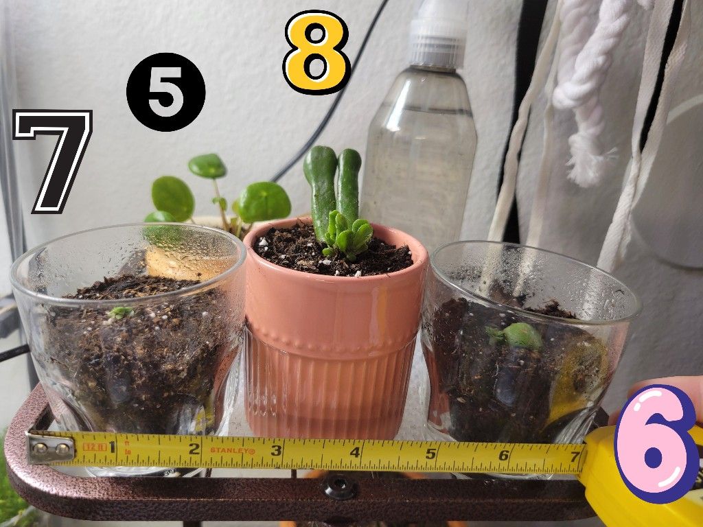 Succulents! Easy To Care For