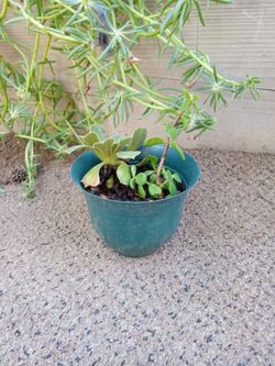 Planta Suculenta Y Plante De La Abundancia 