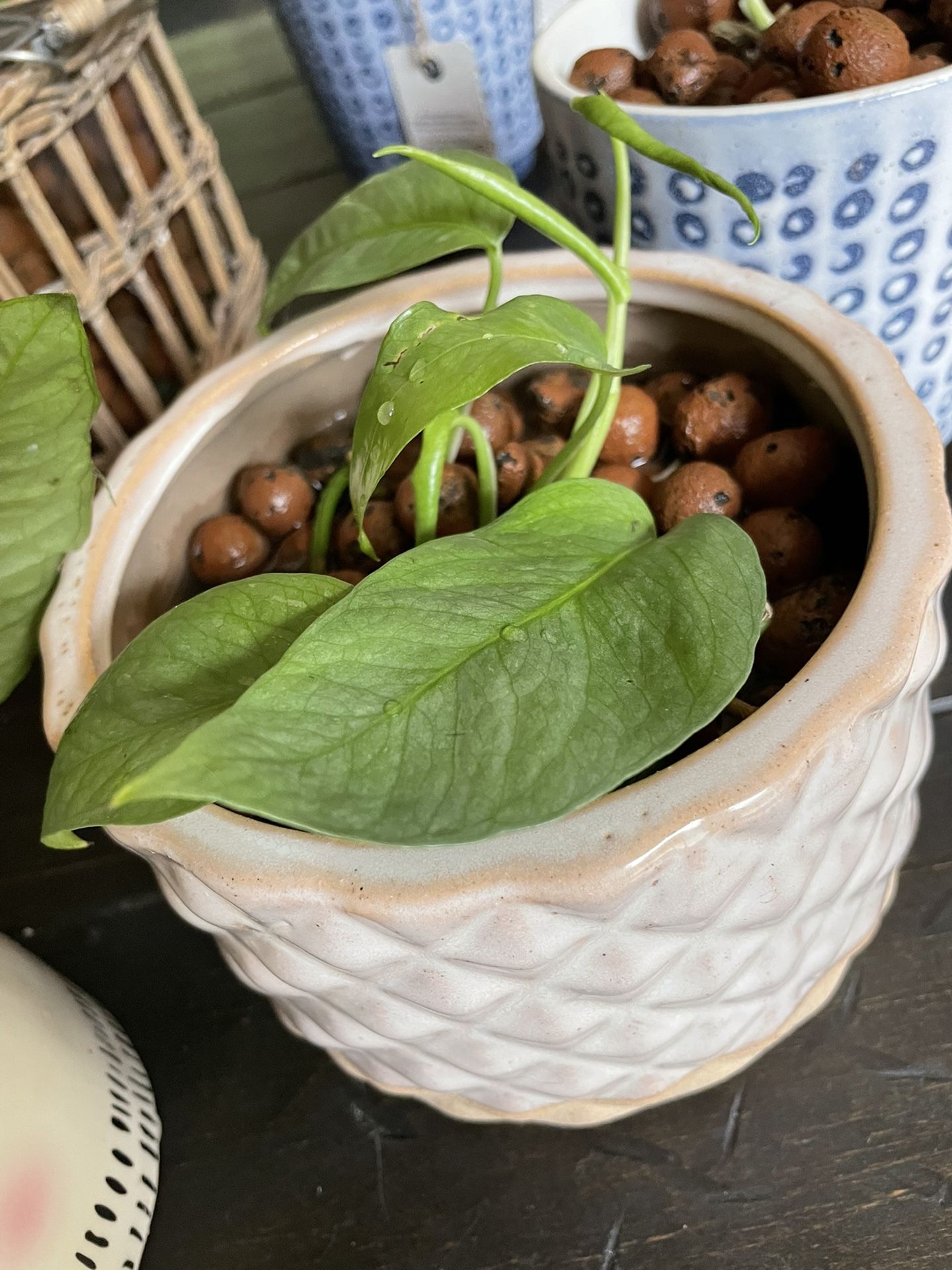 House Plants