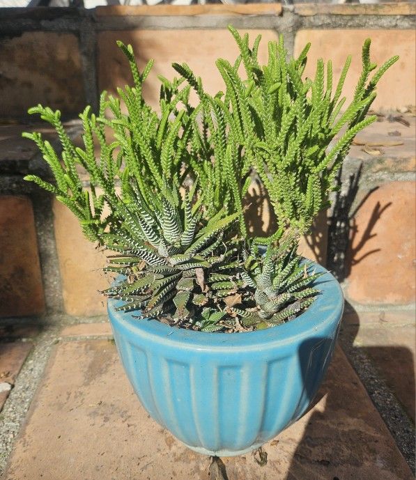 Planted Pot of SUCCULENTS/CACTI/CACTUS