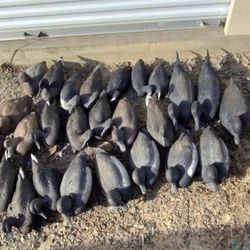 Duck Decoys 27 For $200