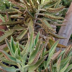 Kalanchoe mil Madre Plant