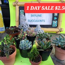 SUCCULENT SUPER https://offerup.com/redirect/?o=U0FMRS5PTkU= DAY SALE.SAN LORENZO