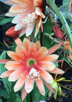 Epiphyllum cutting