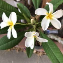 Plumeria White