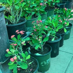 Euphorbia Mini Flowers Red $10