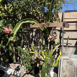 Red Color Dragon Fruit  Tree