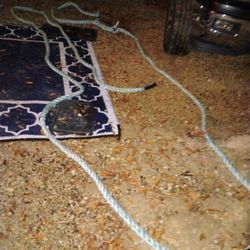 50ft Polyurethane 1" 1/2  Thick Last Forever 