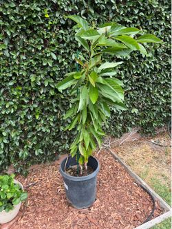 Avocado trees