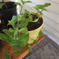 Indoor Plant 