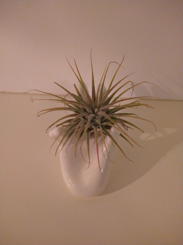 Hand Air Plant Holder