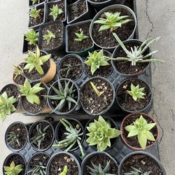 Succulents 