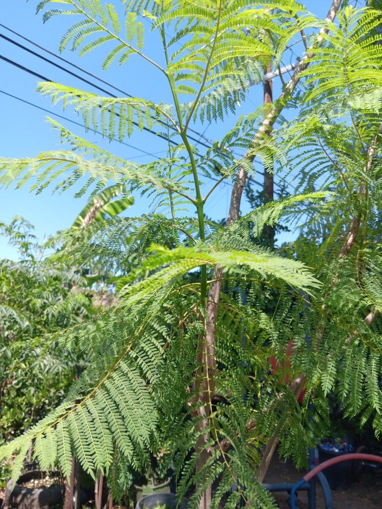 Jacaranda Shade Trees 🌳 Por Sale $30 Dollars