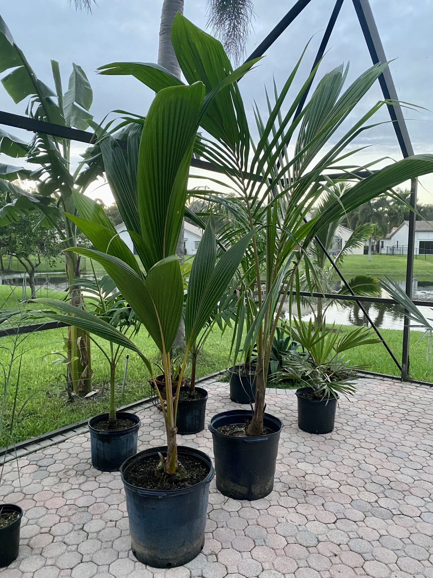 Dwarf Malayan Coconut Palm Trees