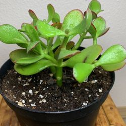 Jade Plant In 6 Inch Pot 