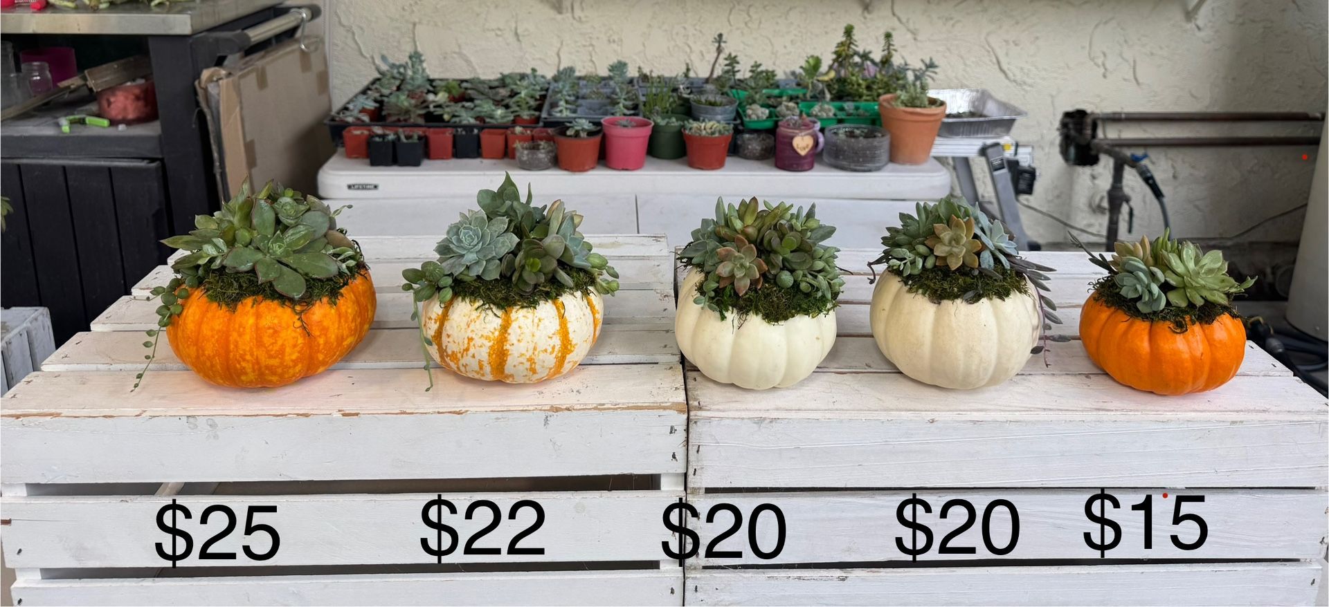 Succulent Pumpkins