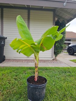 Double Mahoi Hawaiian Banana Plant Tree