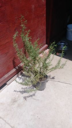 Rosemary