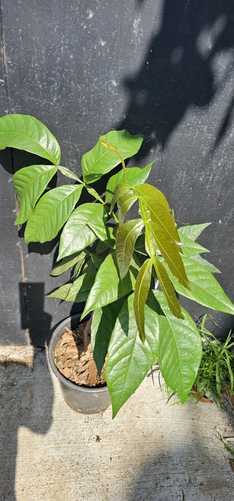 Ice Cream Bean Tree