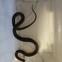 Grahams Crayfish Snake Wet Specimen 