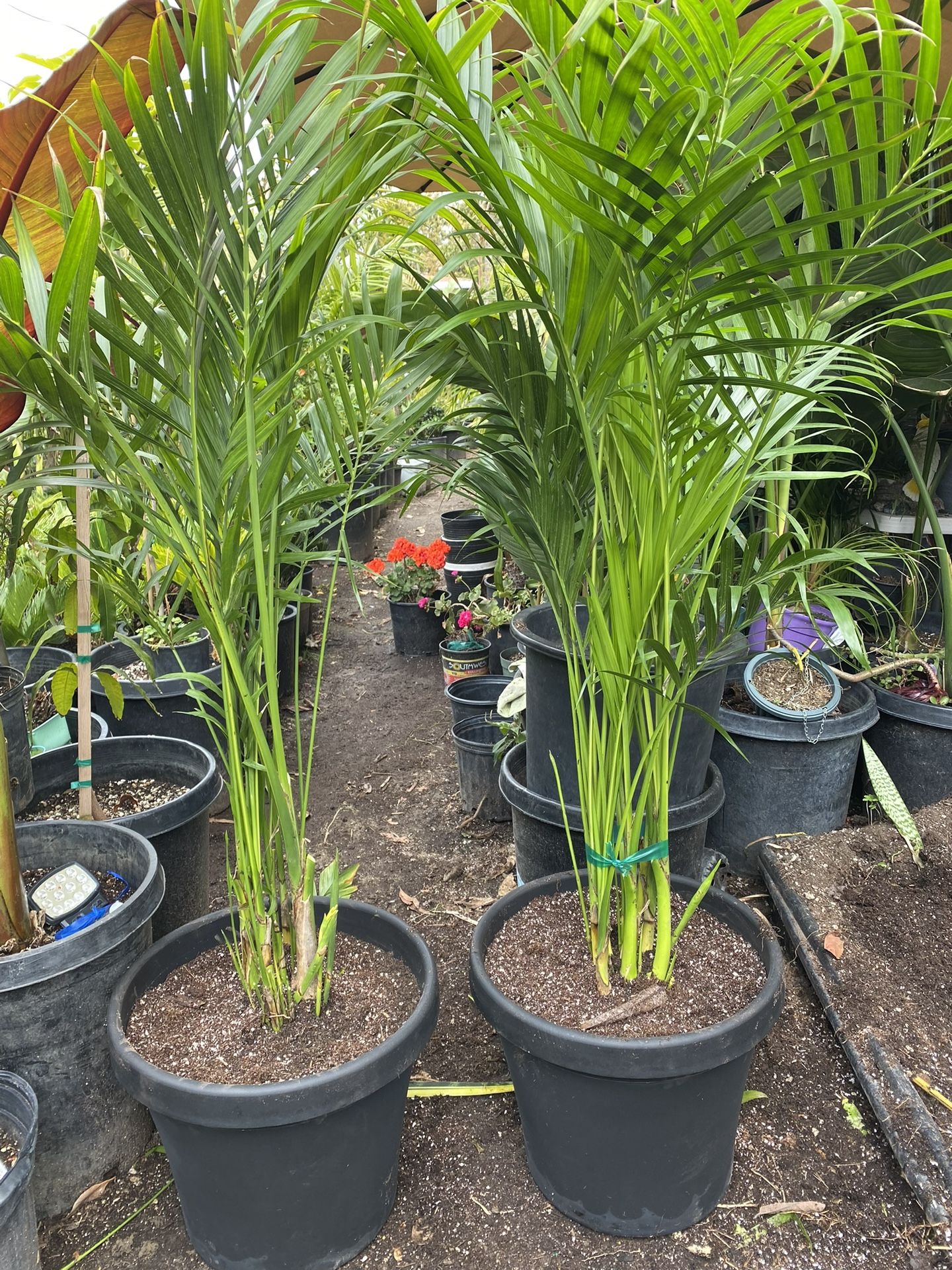 Cat Palm $$58 Each