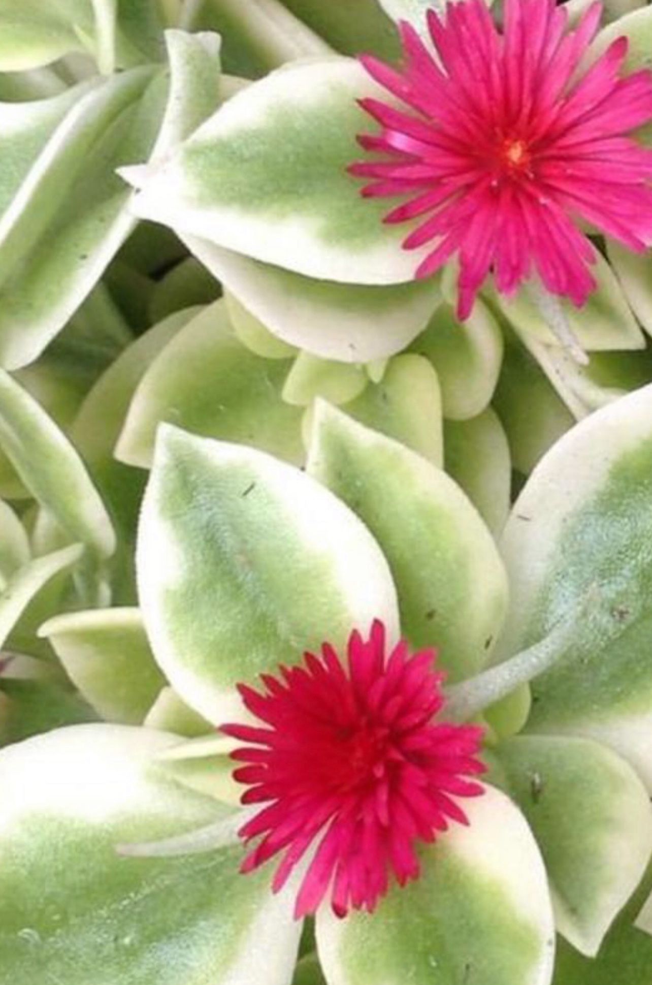 Variegated Baby Sun Rose, Ice Plant, Succulent In Double 4.5"H White Metal Plant Pot With Lacey Edges. 