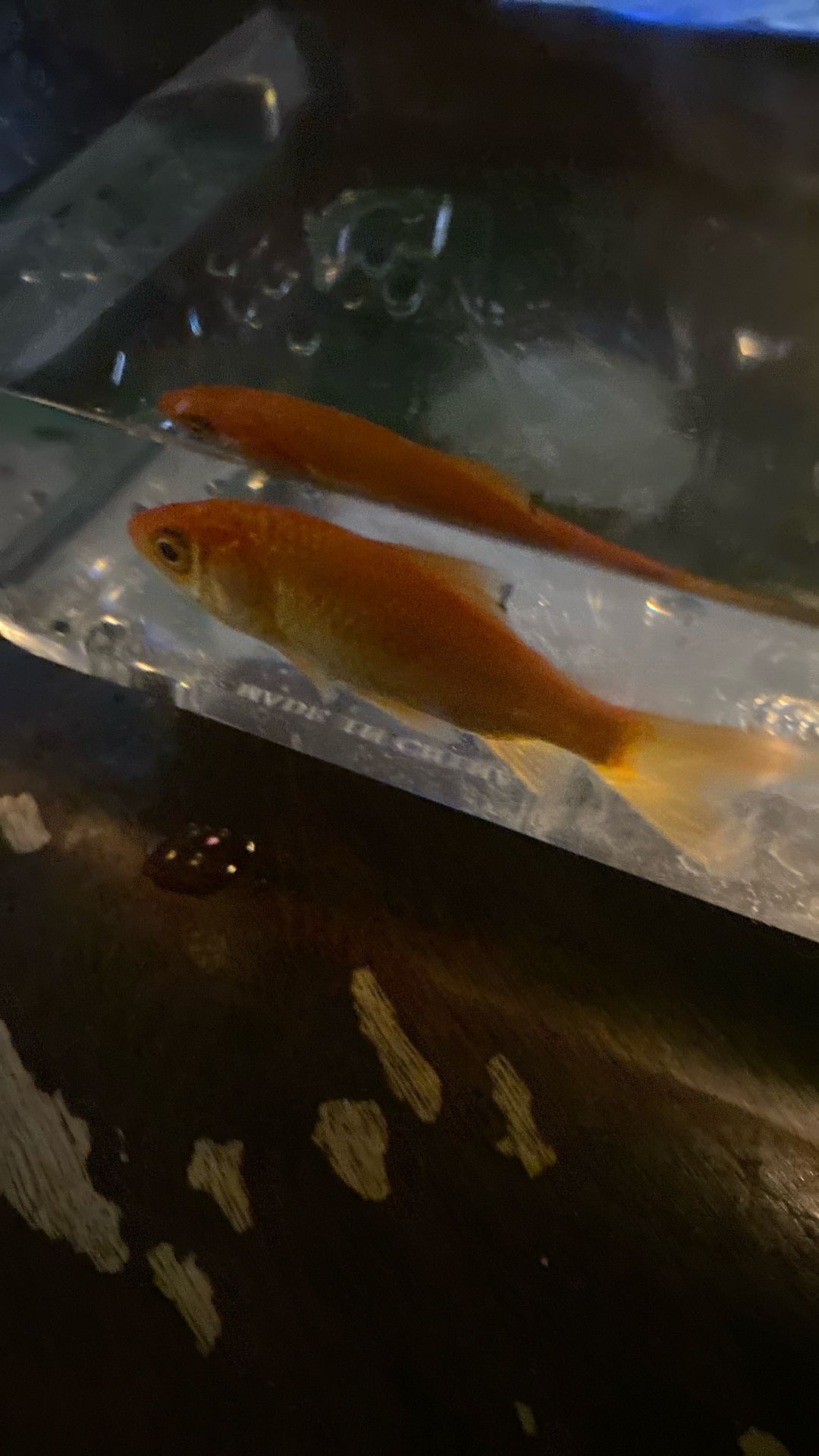 goldfish Bebeh 
