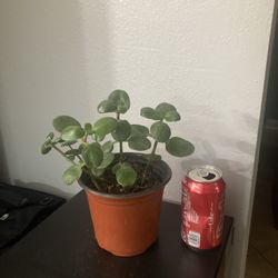 Jade Hanging Plant 