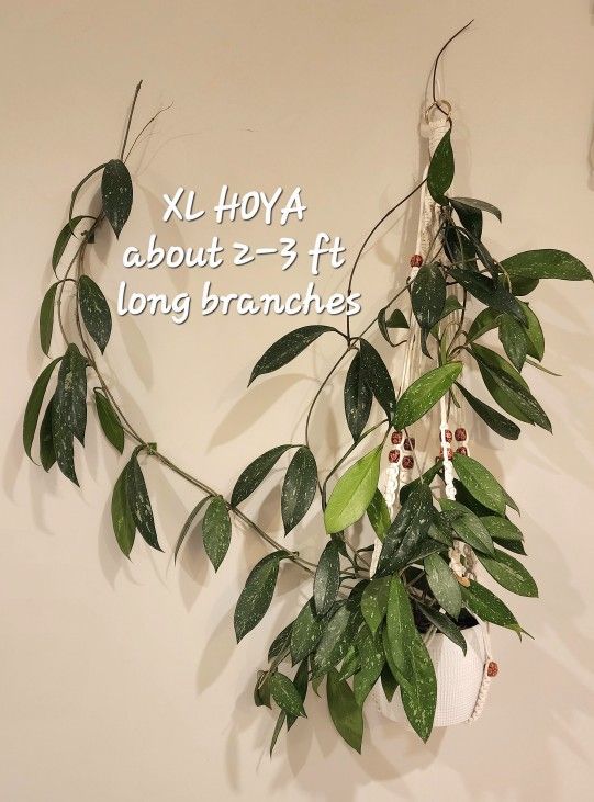 HOYA Silver Splash Carnosa . XL Mature Plant