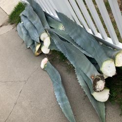 Many Things For Sale 