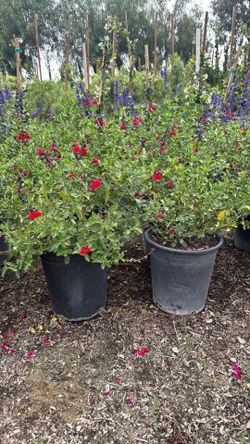 Red salvia 5 gal