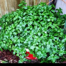 💯 Organic Well Rooted Mint Plant 6 Inches Pot 