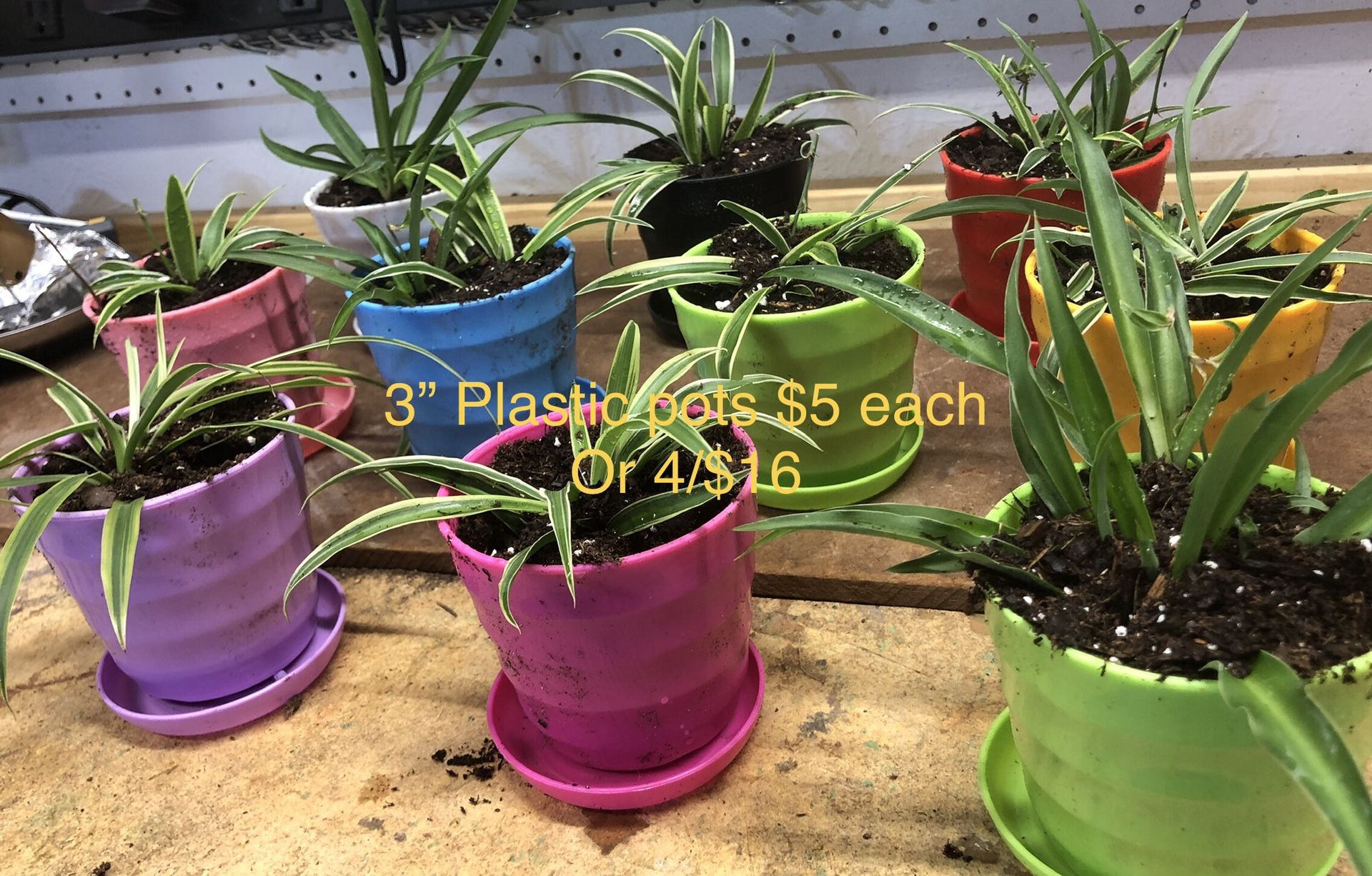 Mini Spider Plants