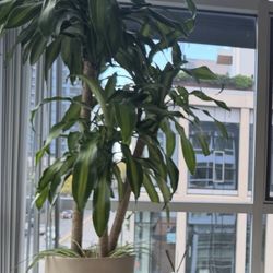 Plant