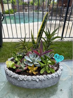 Mother’s Day succulents