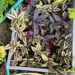 Plants To Make Hanging Baskets