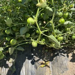 Tomatillo Milpero Fresco $20