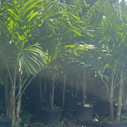 Christmas Palms  Tall Instant Privacy Hedge For Fence