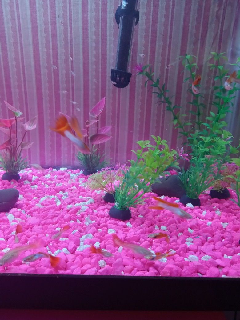 Fish Tank