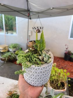 Succulent arrangements