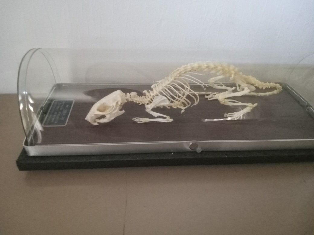 Rat skeleton in display case.