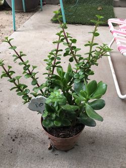 Assorted plants