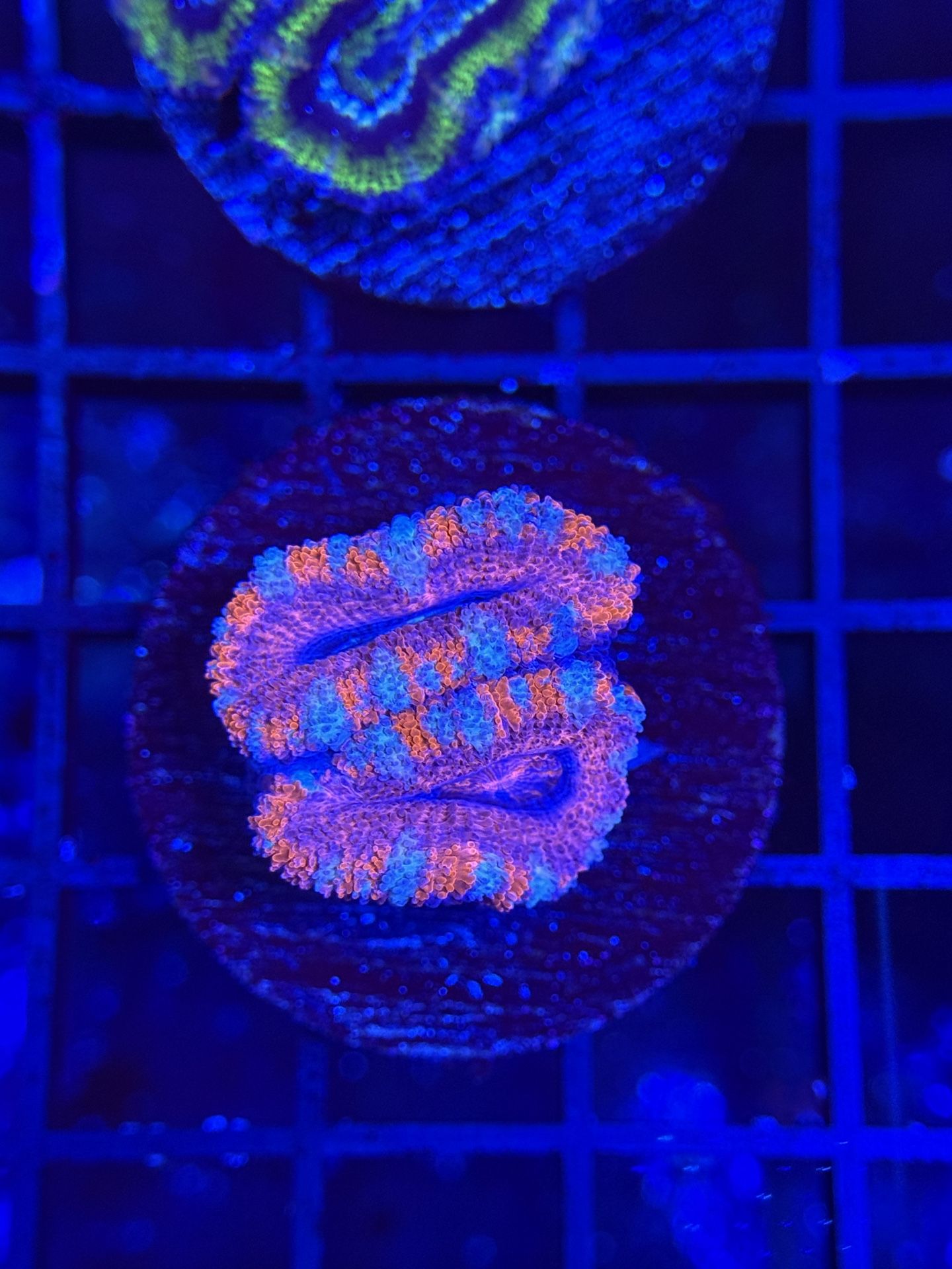 Acan Lord Coral