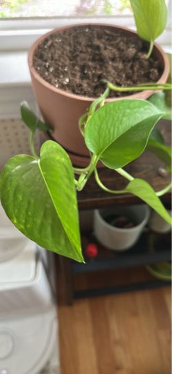 Pothos Plant in Terra Cotta Pot